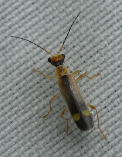 Réf. 303 128 : Malthinus sp.